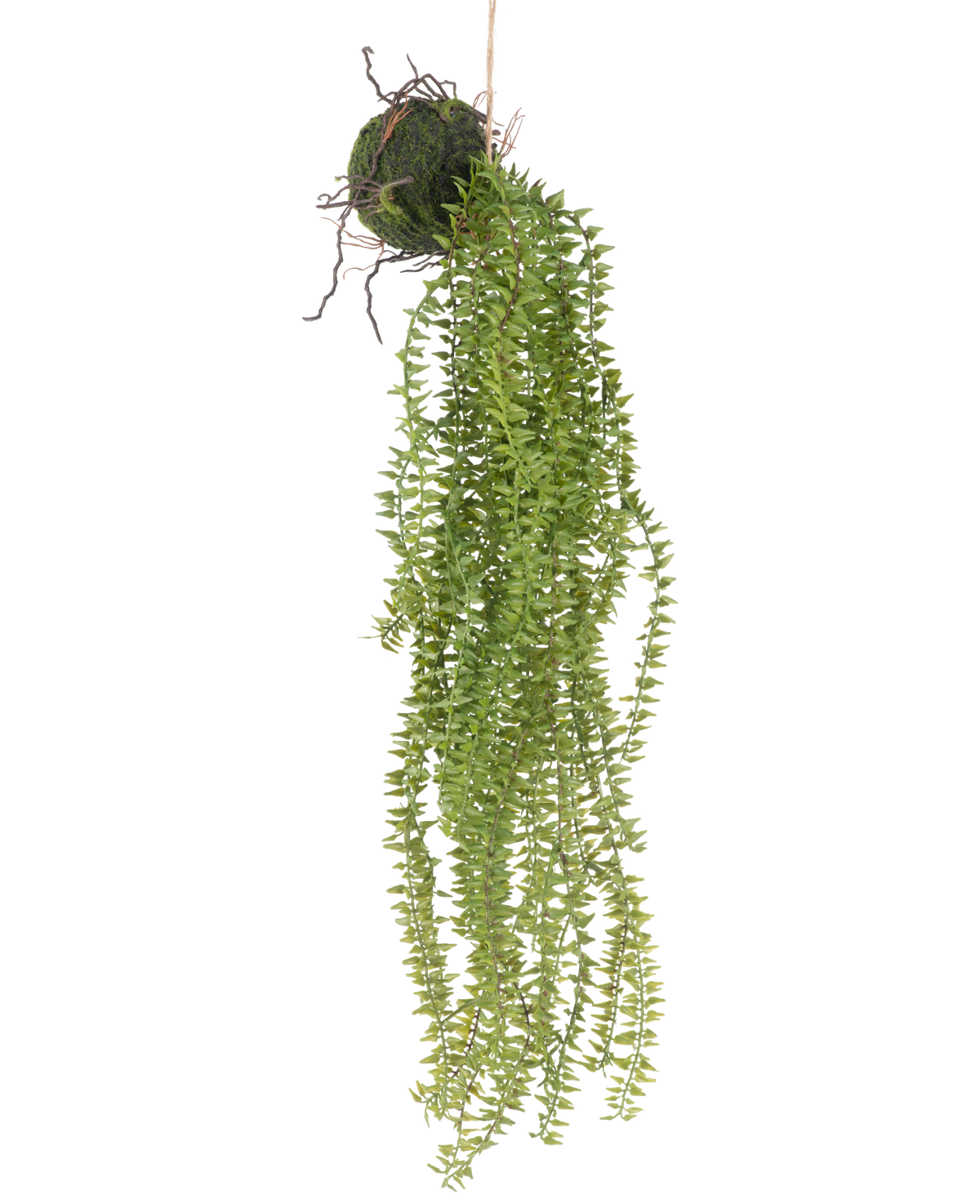 La plante artificielle suspendue Phlegmariurus Ball 55 cm présente des feuilles vertes luxuriantes et suspendues qui tombent en cascade d'une boule recouverte de mousse, suspendue à une ficelle pour un affichage élégant sur n'importe quel fond.