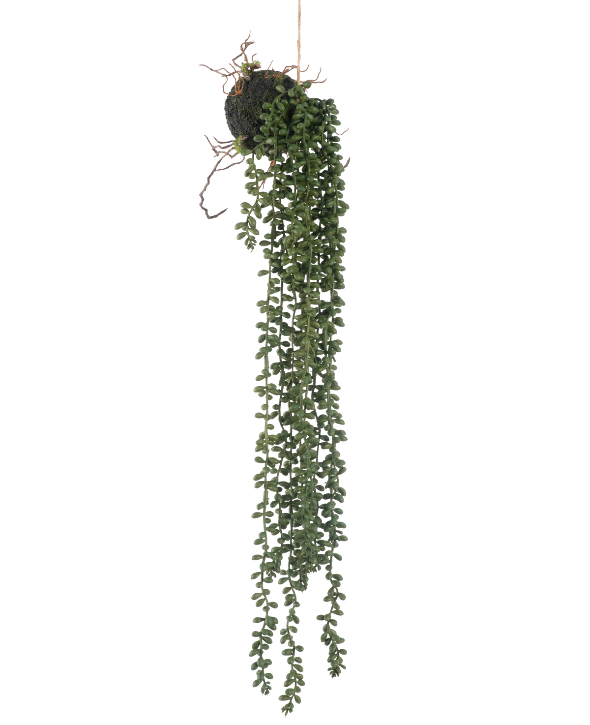 La plante artificielle suspendue Senecio ball 58 cm possède de longues vrilles vertes sinueuses avec de petites feuilles rondes qui pendent à une boule de mousse, sur un fond blanc.