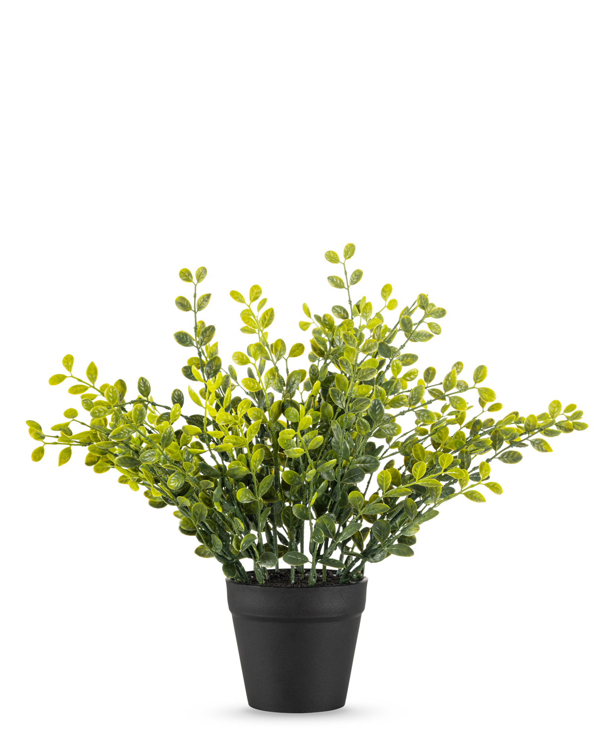 La Plante à Feuilles de Thé Artificielles 25 cm est une petite plante au feuillage vert avec des feuilles jaunes dans un simple pot noir, sur fond blanc uni.