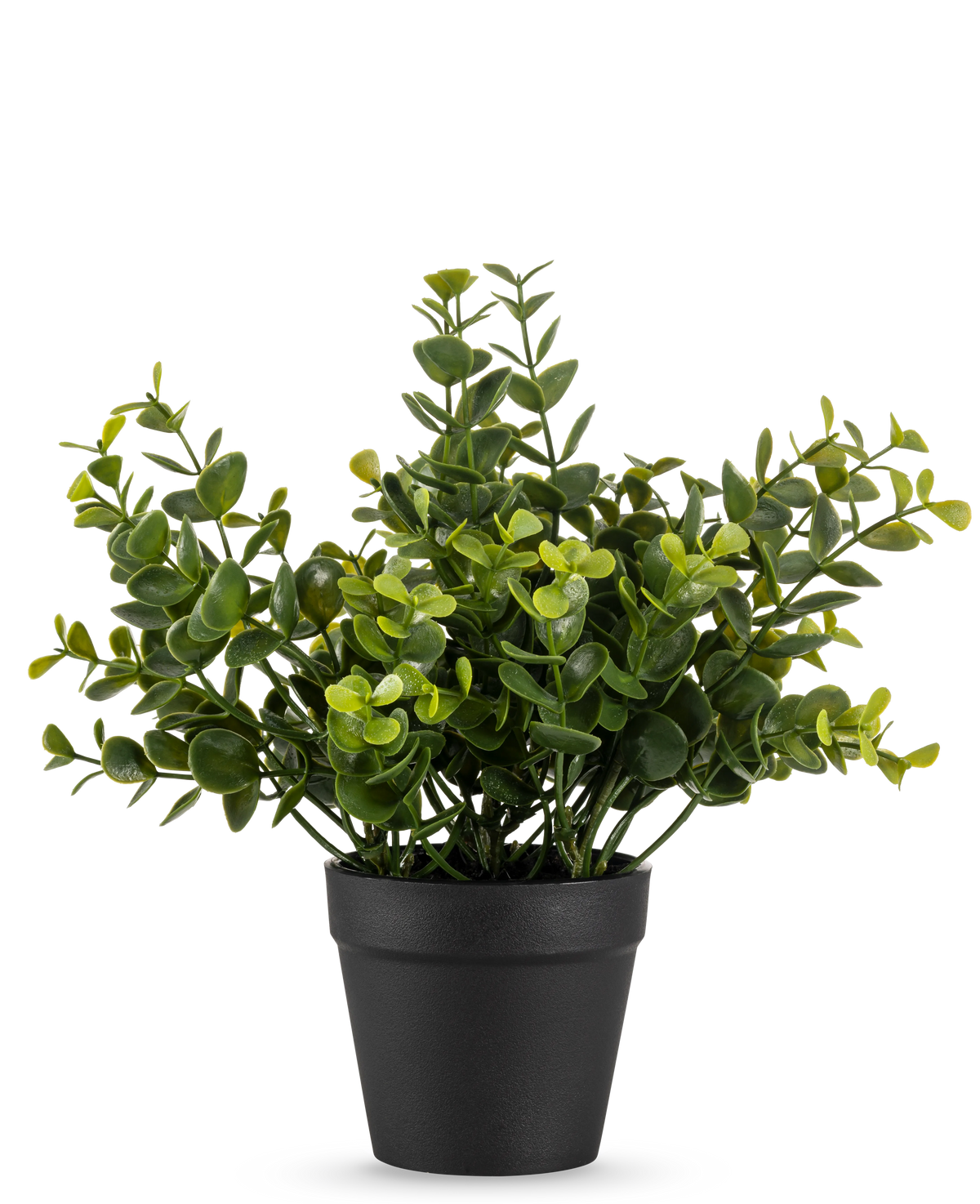 La Plante Artificielle Pumila 20 cm est une petite plante artificielle en pot aux feuilles vertes rondes dans un simple pot noir, disposées sur un fond blanc uni.