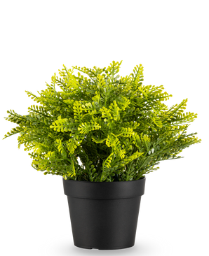 La Fougère Artificielle en pot UV 22 cm est une petite fougère artificielle aux feuilles vertes denses dans un pot simple noir, sur un fond blanc uni.