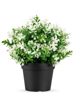 La plante Buis blanc artificiel en pot UV 19 cm possède des feuilles vertes denses et de nombreuses fleurs blanches, disposées dans un simple pot noir sur un fond blanc uni.