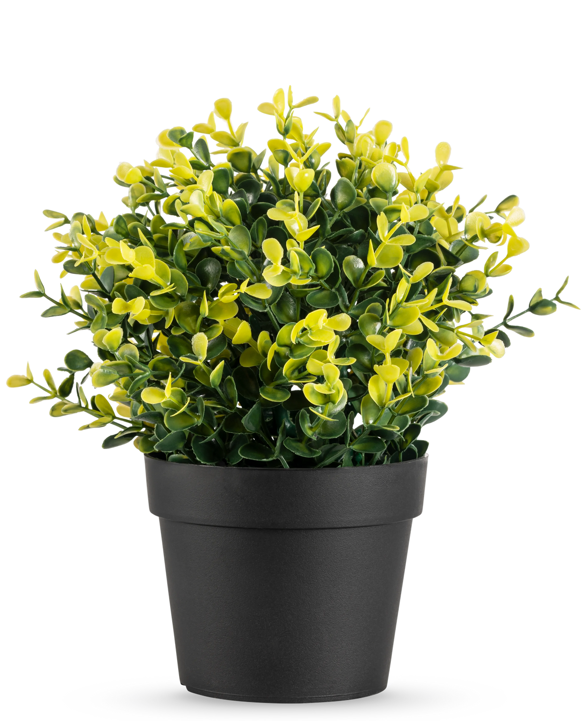 La Plante Artificielle Buxus jaune en pot UV 19 cm présente de petites feuilles vertes et jaunes dans un simple pot noir, sur un fond uni blanc.