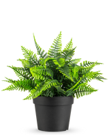 La Fougère artificielle en pot UV 23 cm présente une fougère verte réaliste avec des feuilles plumeuses dans un simple pot noir, sur un fond blanc.