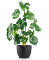 Le Monstera artificiel de 51 cm en pot décoratif noir présente de grandes feuilles vertes brillantes avec des fentes frappantes, dans un simple pot noir sur un fond blanc uni.