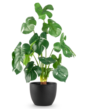 Le Monstera artificiel de 51 cm en pot décoratif noir présente de grandes feuilles vertes brillantes avec des fentes frappantes, dans un simple pot noir sur un fond blanc uni.