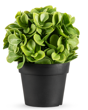 La Plante Artificielle Murraya UV 20 cm est une petite plante artificielle ronde avec des feuilles vertes luxuriantes dans un simple pot noir, sur un fond blanc uni.