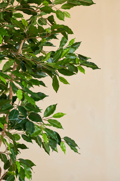 Gros plan de la plante artificielle Ficus Green 180 cm avec de fines branches dans un pot décoratif, sur un fond uni beige.