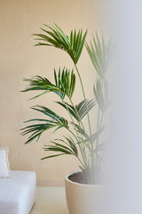 Une plante artificielle Kentia Palm de 180 cm se trouve à côté d'un canapé rembourré blanc contre un mur beige, le côté droit de l'image étant partiellement masqué par une zone mate ou floue.