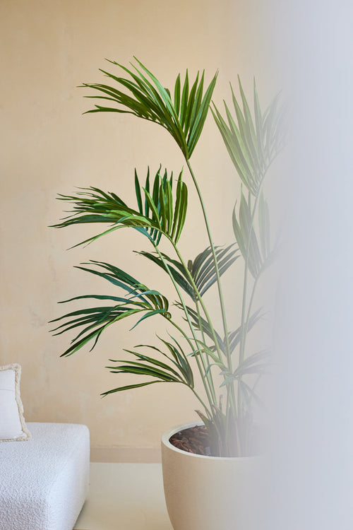 Une plante artificielle Kentia Palm de 180 cm se dresse à côté d'un canapé rembourré blanc contre un mur beige, le côté droit de l'image étant partiellement masqué par une zone mate ou floue.
