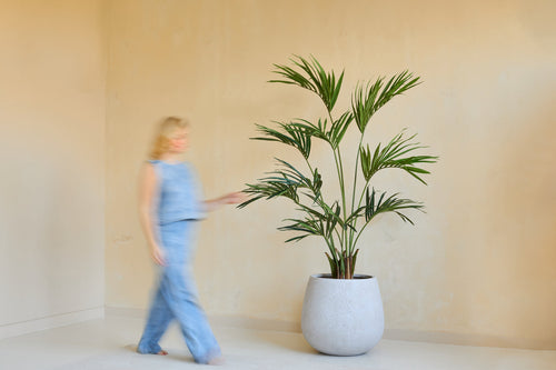 Une personne vague vêtue de vêtements bleu clair passe devant la plante artificielle Kentia Palm de 180 cm dans une grande jardinière blanche contre un mur beige.