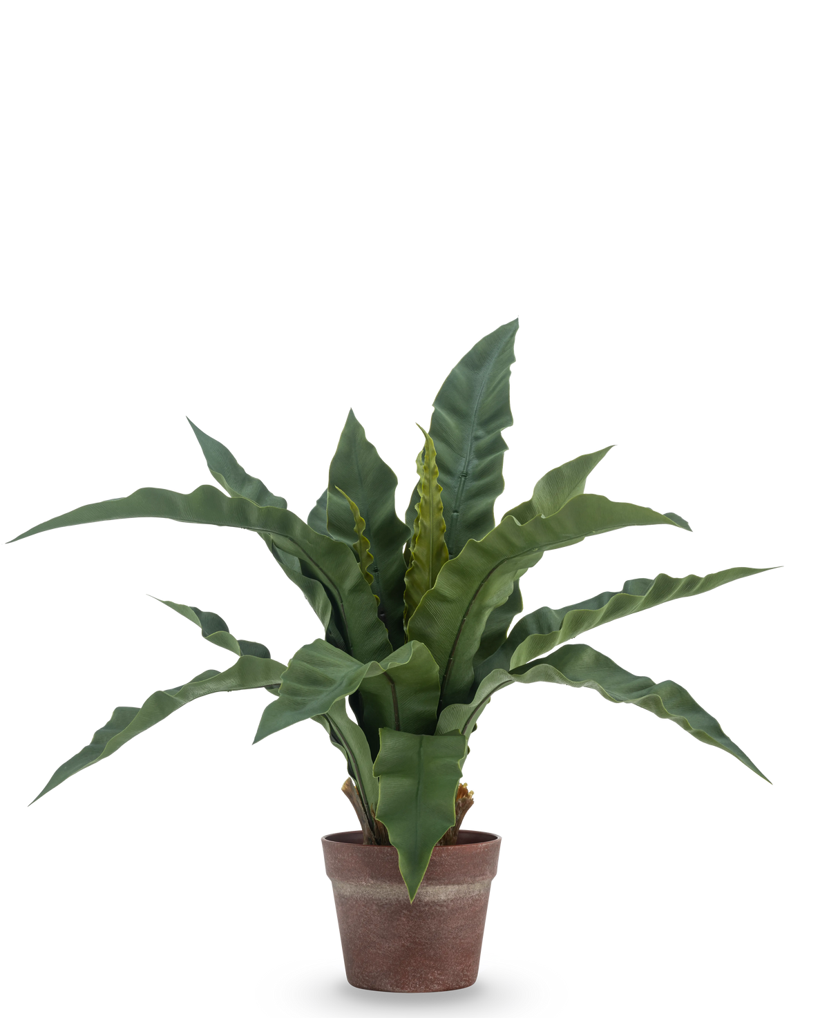 La Fougère Nid Artificielle 49 cm a de longues feuilles vertes ondulées dans un pot en argile marron, sur un fond blanc uni.