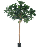 L'arbre à tabac artificiel de 260 cm est une grande plante artificielle avec des feuilles vertes luxuriantes et un tronc brun mince, dans un pot noir compact et sur un fond blanc uni.
