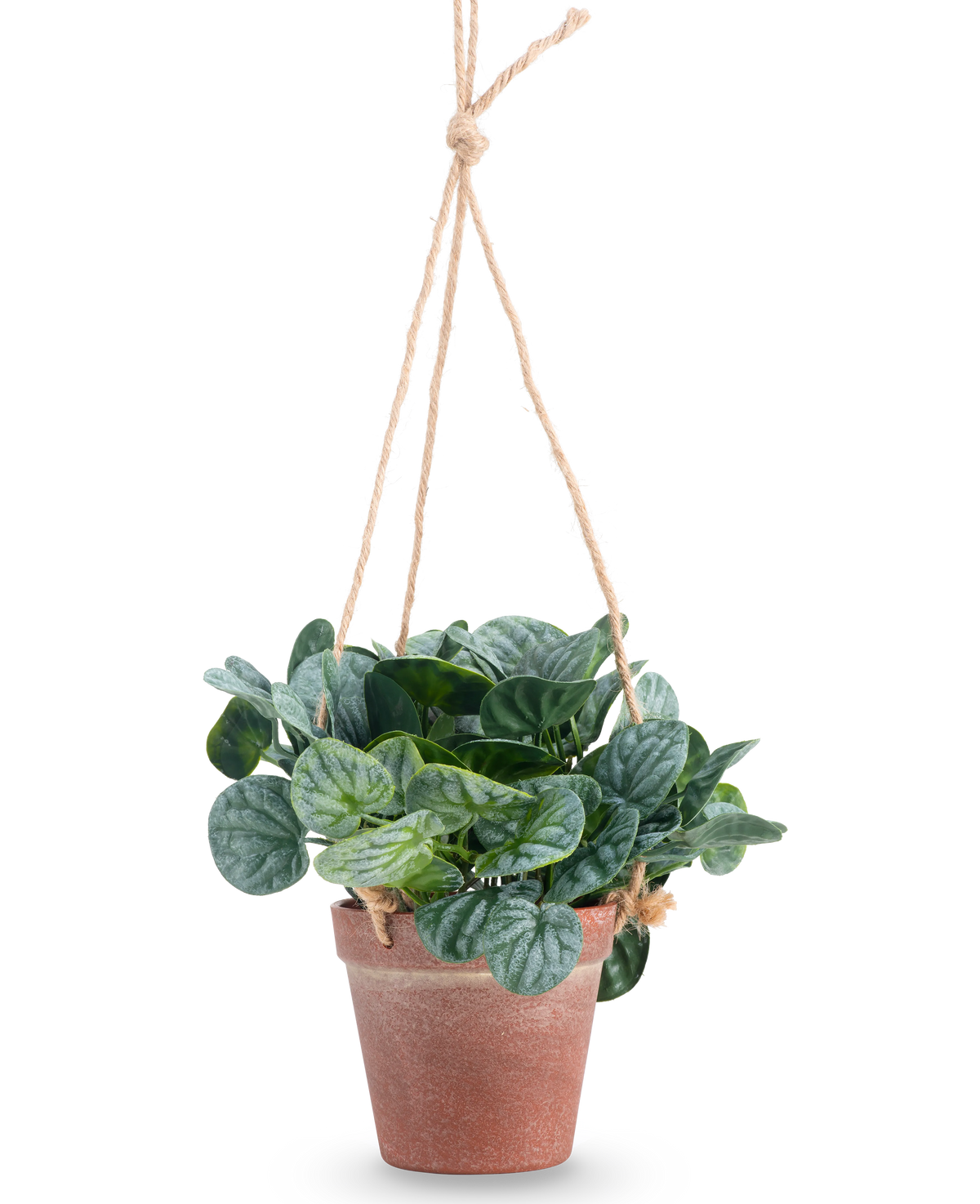 La feuille Rugose artificielle de 18 cm verte a des feuilles vertes rondes dans un pot suspendu en terre cuite, accrochées à une corde beige, sur un fond blanc uni.