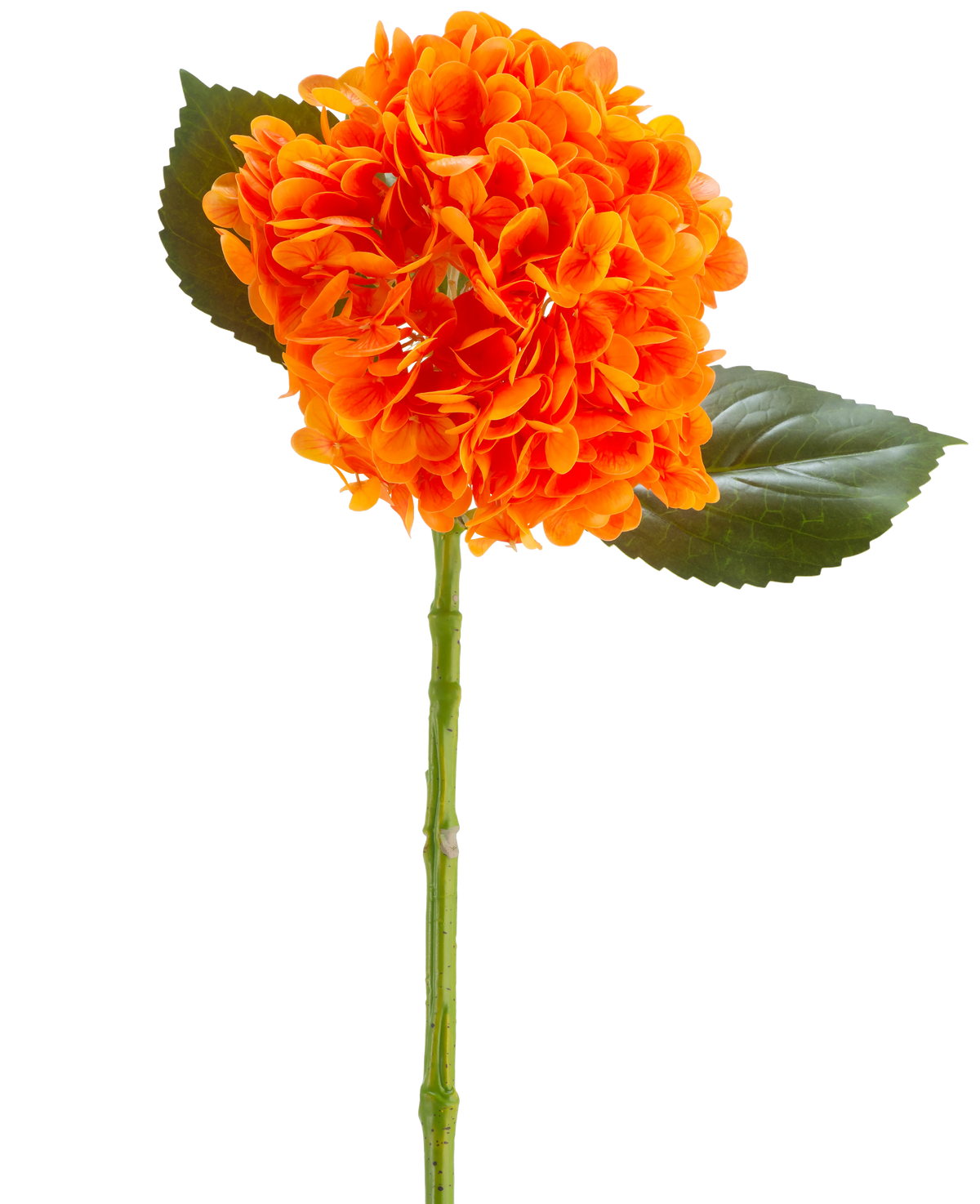La Fleur Artificielle Charlotte Hortensia Real Touch orange 55 cm présente une fleur d'hortensia orange vif avec des pétales, une tige verte et deux grandes feuilles vertes sur un fond blanc.