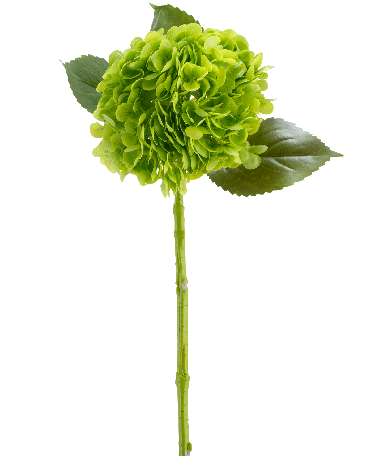 La fleur artificielle Charlotte Hortensia Real Touch vert foncé 55 cm se compose d'une fleur d'hortensia verte aux pétales groupés, de trois feuilles brillantes et d'une longue tige, le tout représenté sur un fond blanc.