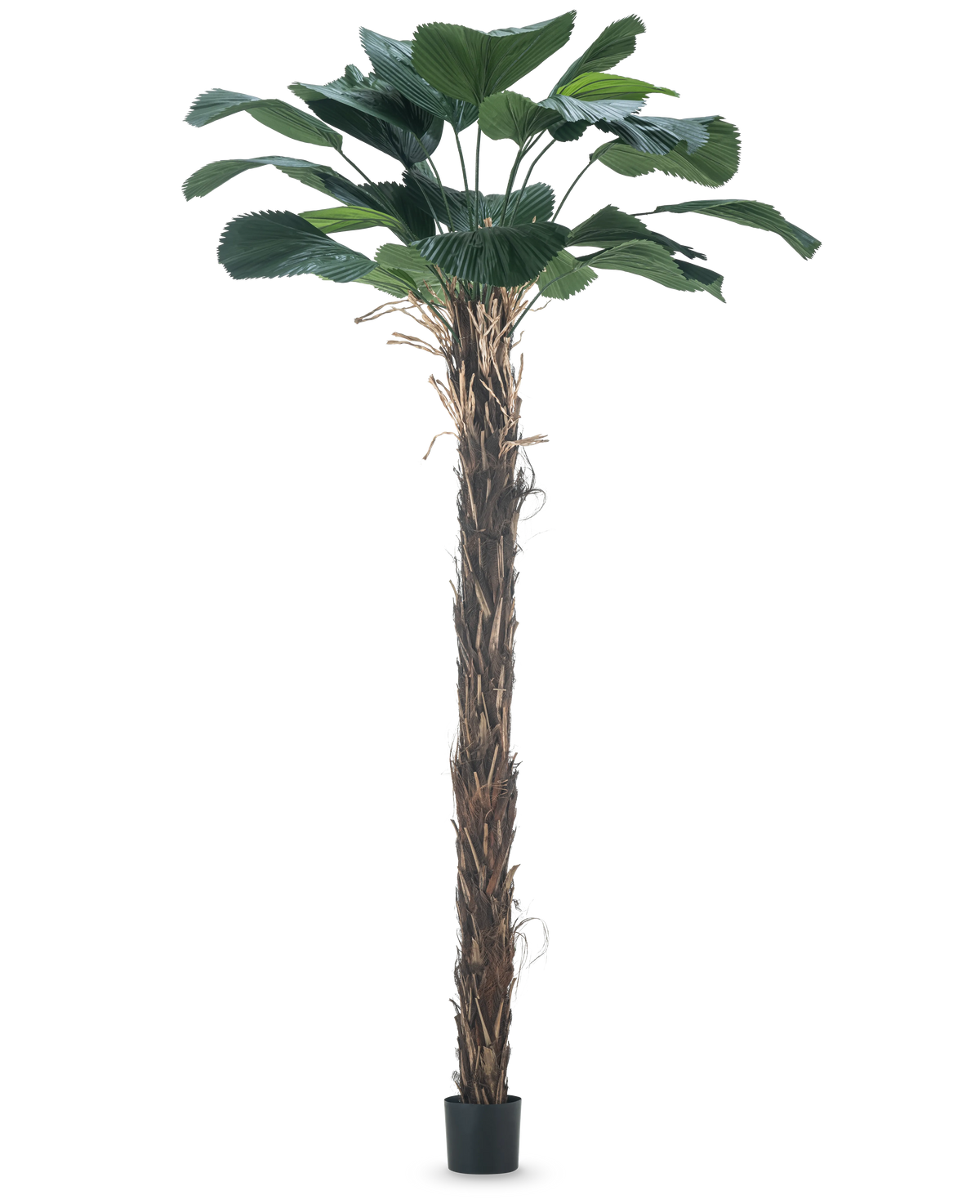 Une plante artificielle Licuala Grandis, palmier artificiel de 220 cm avec de grandes feuilles.
