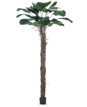 Une plante artificielle Licuala Grandis, palmier artificiel de 220 cm avec de grandes feuilles.