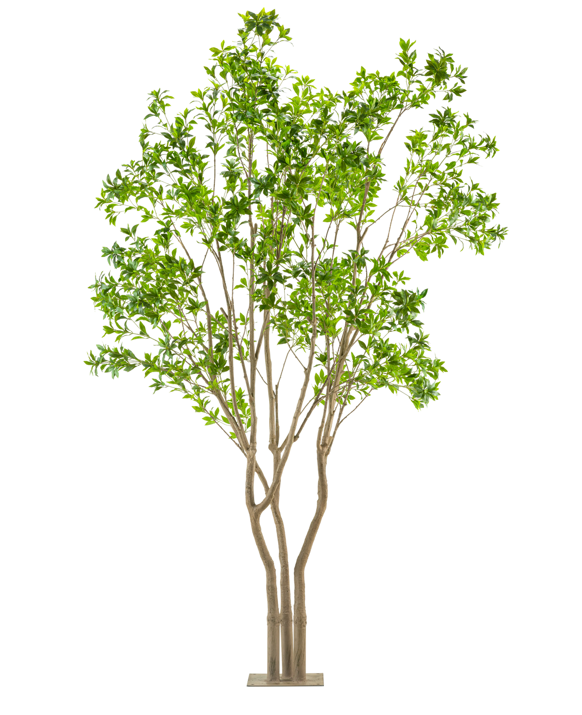La Plante Artificielle Pieris Japonica 290 cm est un grand arbre artificiel avec de multiples troncs marron clair et des feuilles vertes luxuriantes dans un pot rectangulaire, sur un fond blanc.