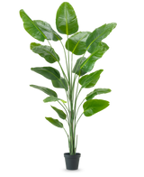 La plante artificielle Strelitzia 240 cm real touch présente de grandes feuilles vertes brillantes dans un pot noir, sur un fond uni blanc.