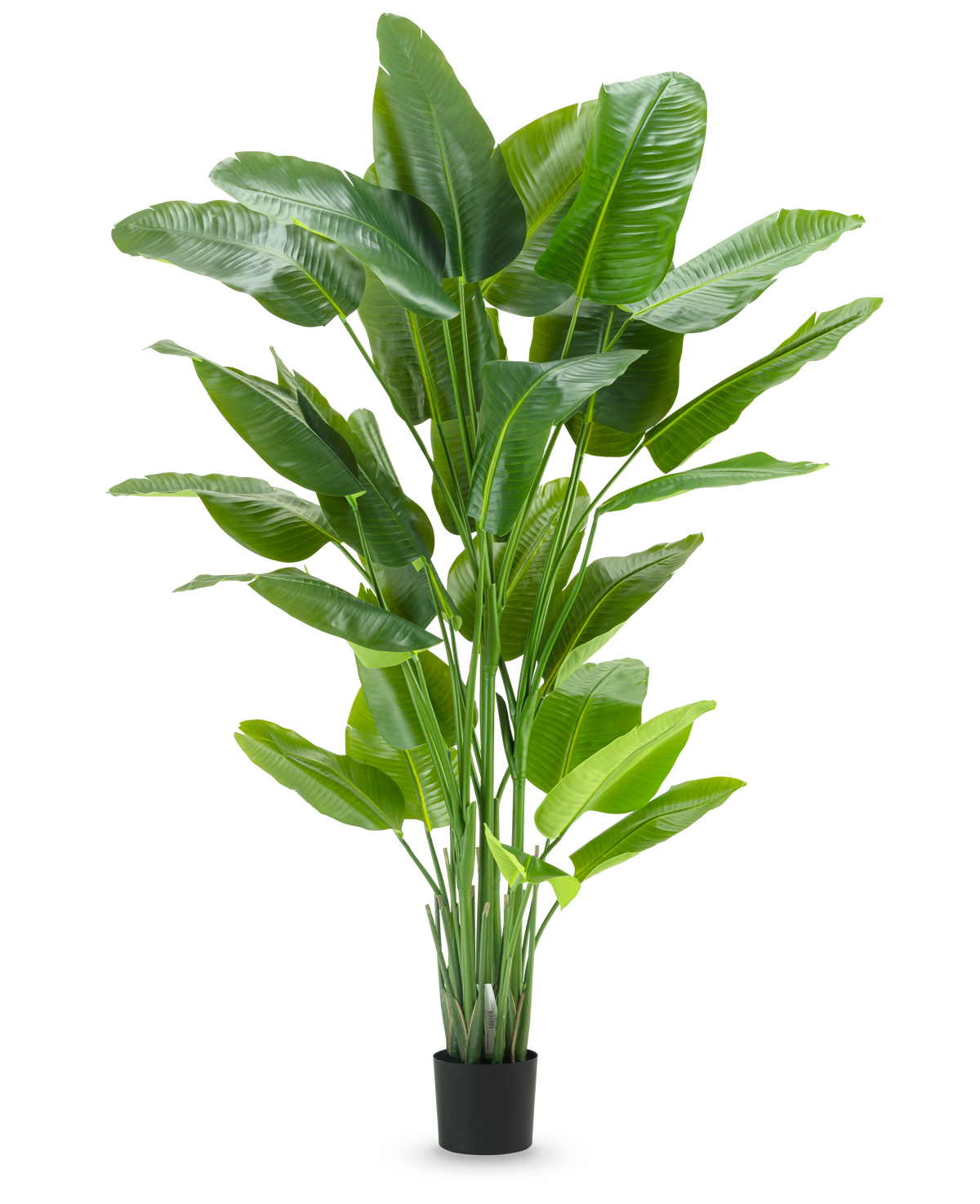 La plante artificielle Strelitzia Real Touch Deluxe 210 cm présente un feuillage vert vif et haut avec de grandes feuilles brillantes dans un simple pot noir, sur un fond blanc uni.