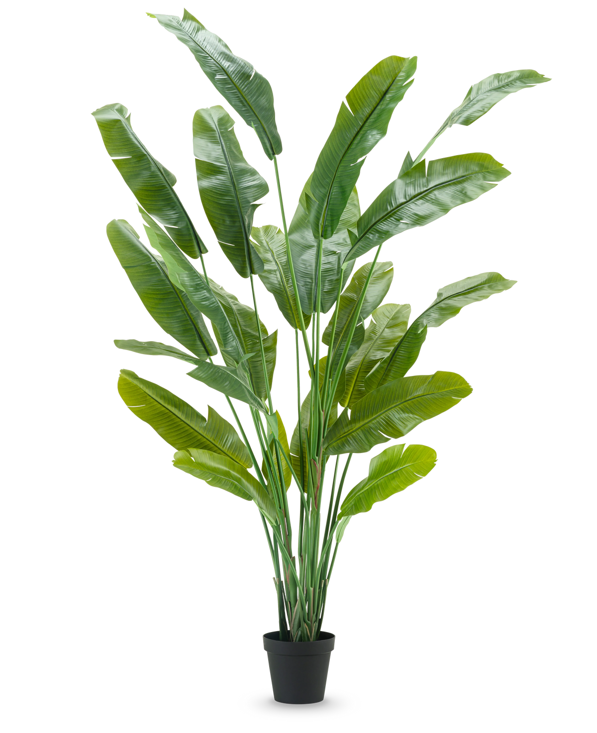 La plante artificielle Strelitzia Nicolai Deluxe 235 cm possède de longues feuilles vertes dressées dans un pot noir - idéale comme grande plante artificielle pour les plantes d'intérieur - sur un fond blanc uni.