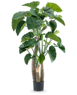 La plante artificielle Alocasia 180 cm possède de grandes feuilles vertes brillantes et plusieurs tiges épaisses dans un pot noir, sur un fond blanc uni.