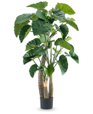 La plante artificielle Alocasia 180 cm possède de grandes feuilles vertes brillantes et plusieurs tiges épaisses dans un pot noir, sur un fond blanc uni.