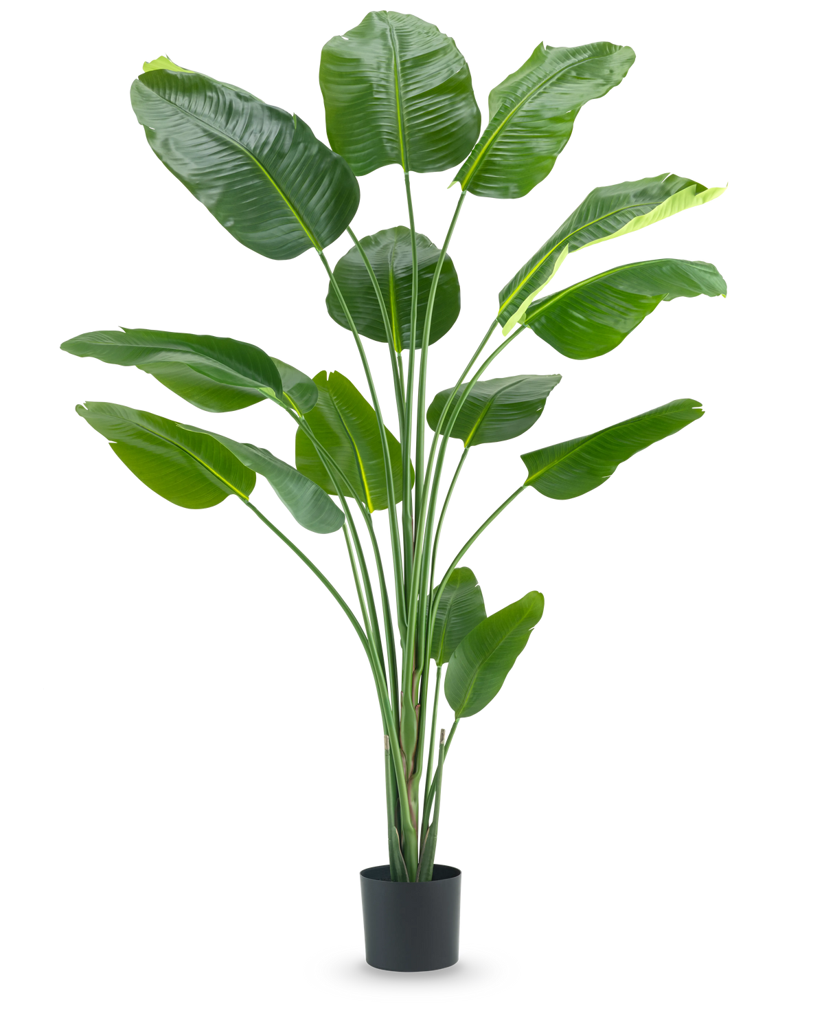 La plante artificielle Strelitzia 210 cm real touch possède des tiges longues et fines et de grandes feuilles vertes brillantes sur un fond blanc uni.