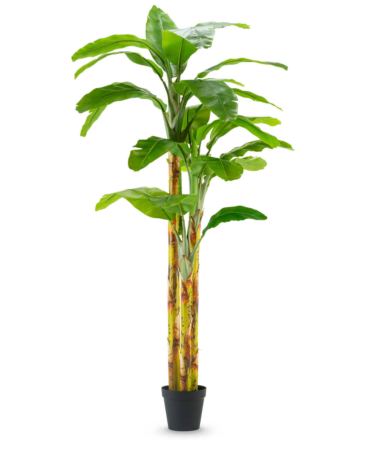 Le Bananier Artificiel 270 cm possède de larges feuilles vertes et des tiges jaune-vert dans un petit pot noir, sur un fond uni blanc.