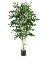 La plante artificielle bouleau brut 210 cm possède plusieurs troncs blancs élancés et des feuilles vertes denses, élevées dans un pot noir sur un fond blanc uni.