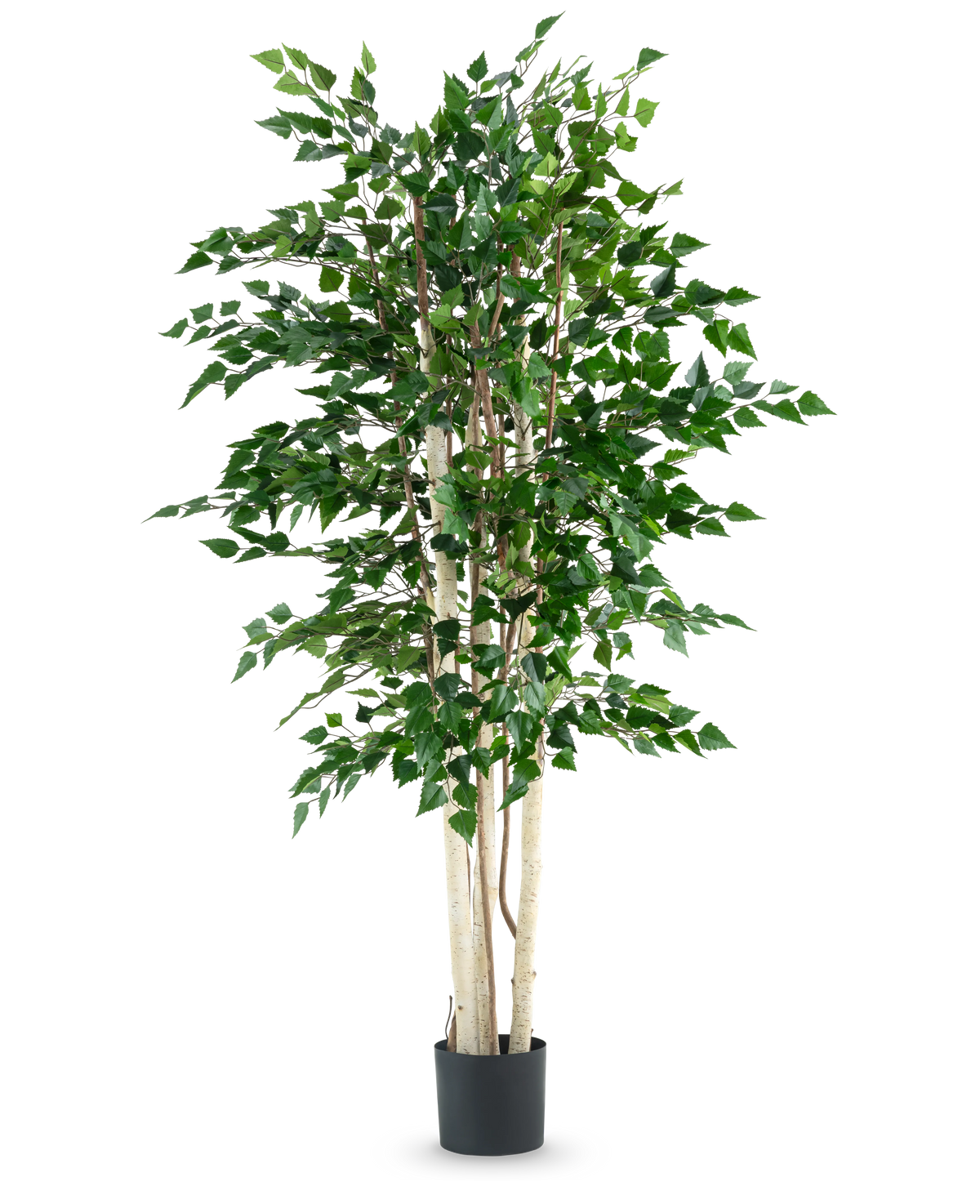 La plante artificielle bouleau brut 210 cm possède plusieurs troncs blancs élancés et des feuilles vertes denses, élevées dans un pot noir sur un fond blanc uni.