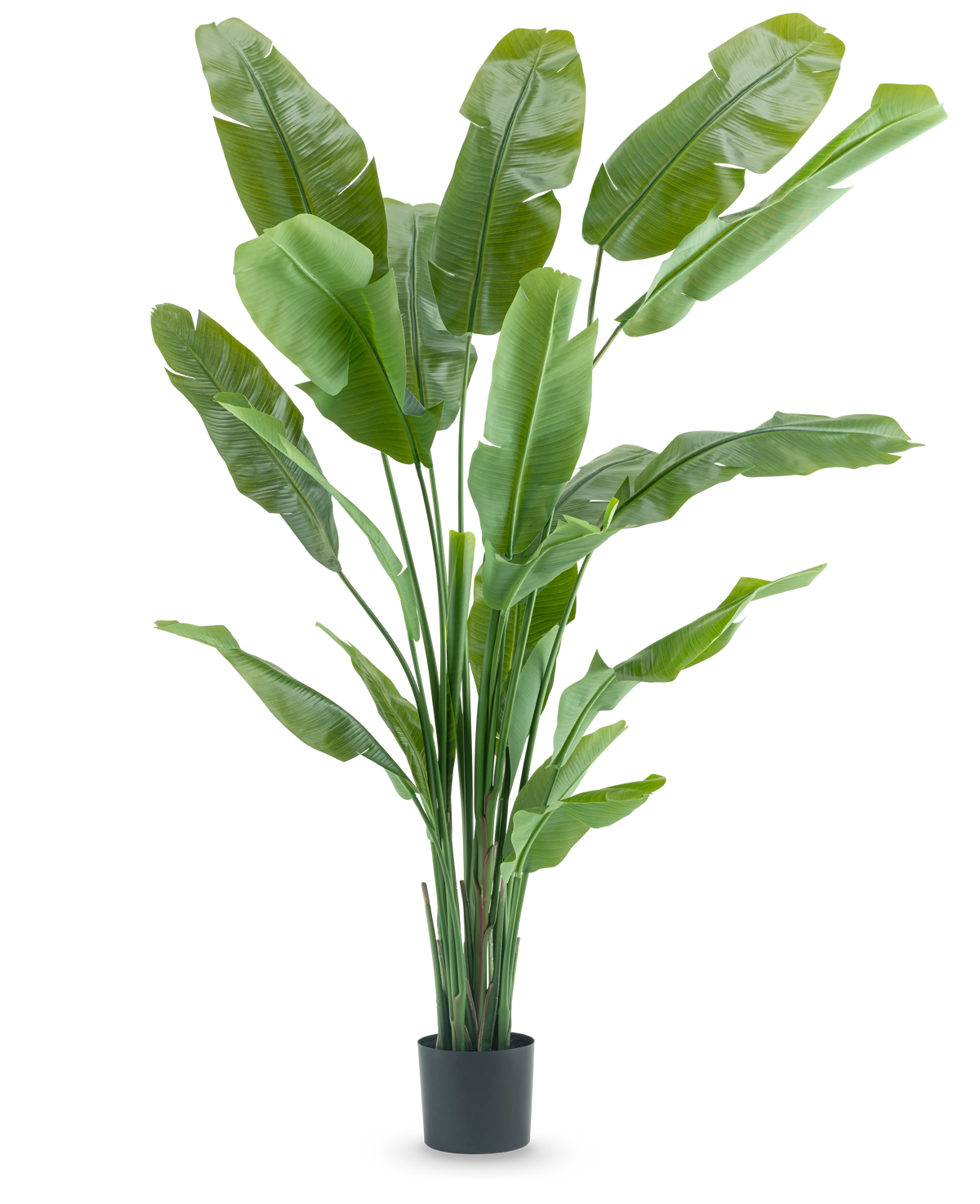 La plante artificielle Strelitzia Nicolai Deluxe 210 cm possède de longues et larges feuilles vertes dans un simple pot noir sur fond blanc. Cette plante artificielle tropicale donne à n'importe quelle pièce une touche tropicale luxuriante.