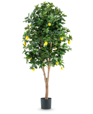 Le citronnier artificiel de 180 cm est un grand citronnier artificiel avec des feuilles vertes luxuriantes et des citrons jaunes vifs sur un fond blanc uni.