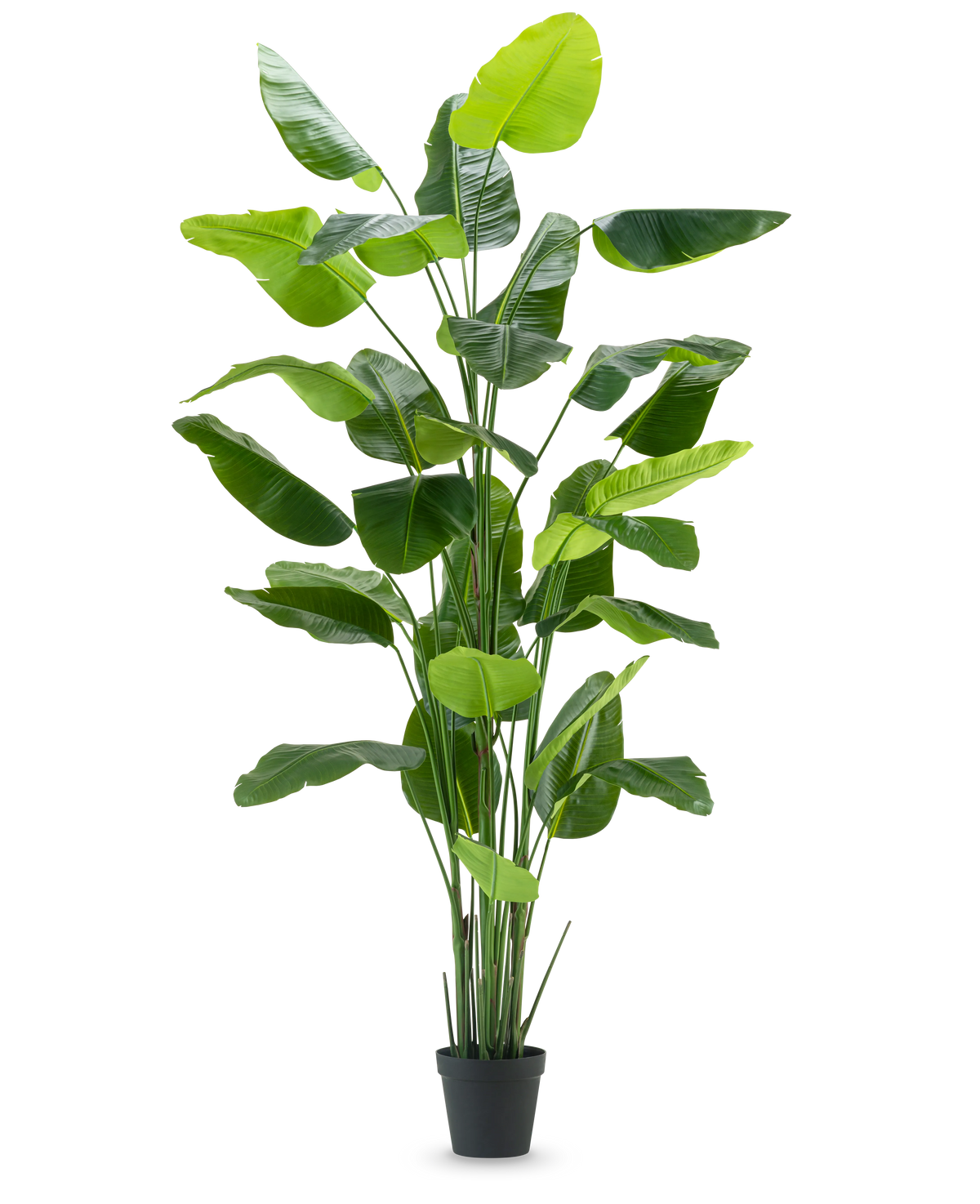 La plante artificielle Strelitzia Real Touch Deluxe 300 cm est une plante artificielle haute avec de longues et larges feuilles vertes dans un pot noir, représentée sur un fond blanc uni.