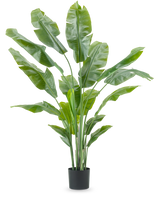 La plante artificielle Strelitzia Nicolai Deluxe de 180 cm avec de longues et larges feuilles vertes dans un simple pot noir se détache sur un fond blanc uni - une plante d'intérieur frappante et un élément de décoration élégant pour tout intérieur.
