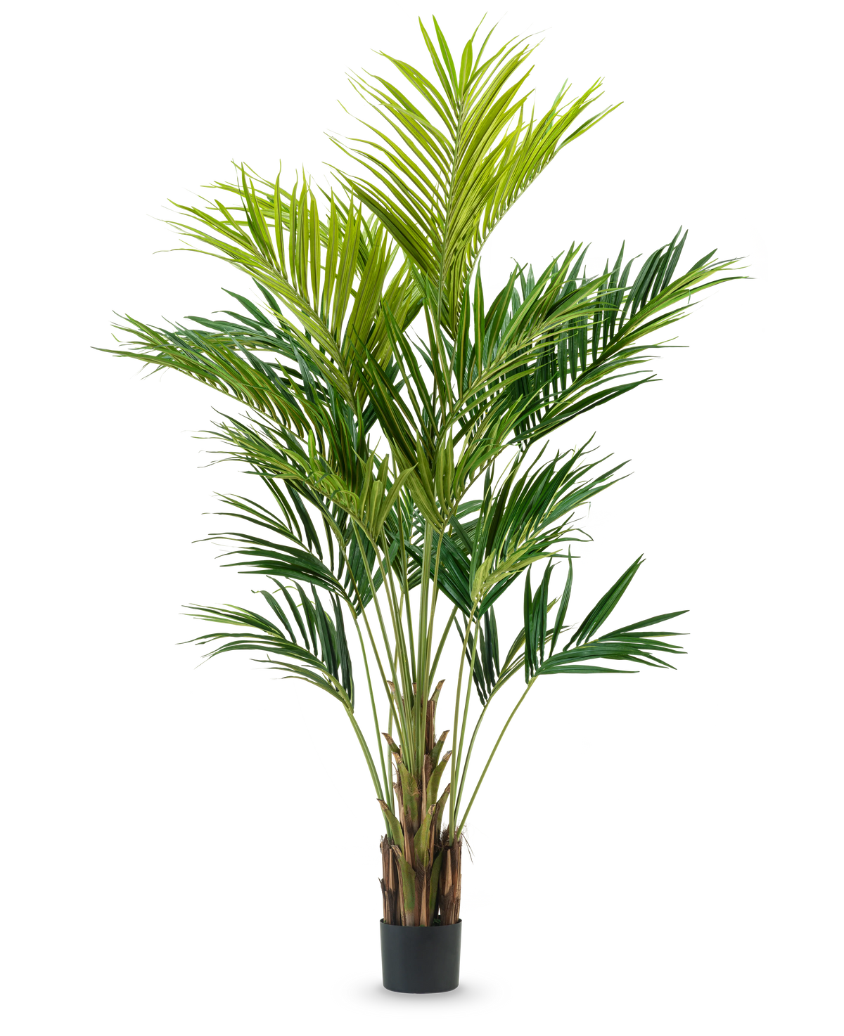 La plante artificielle Kentia Palm 270 cm a plusieurs tiges minces et de longues feuilles vertes arquées dans un pot haut, sur un fond blanc uni.