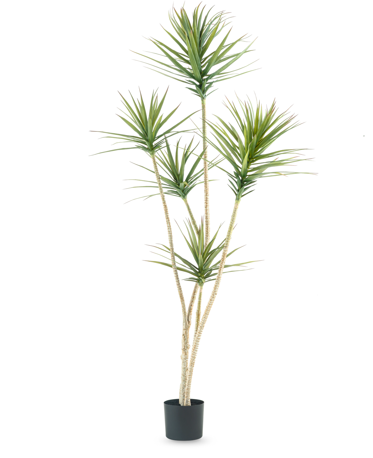 La Plante Artificielle Dracaena Fragnans 180 cm est une plante artificielle haute avec plusieurs tiges longues et fines et des bouquets de feuilles vertes épineuses sur un fond blanc uni.