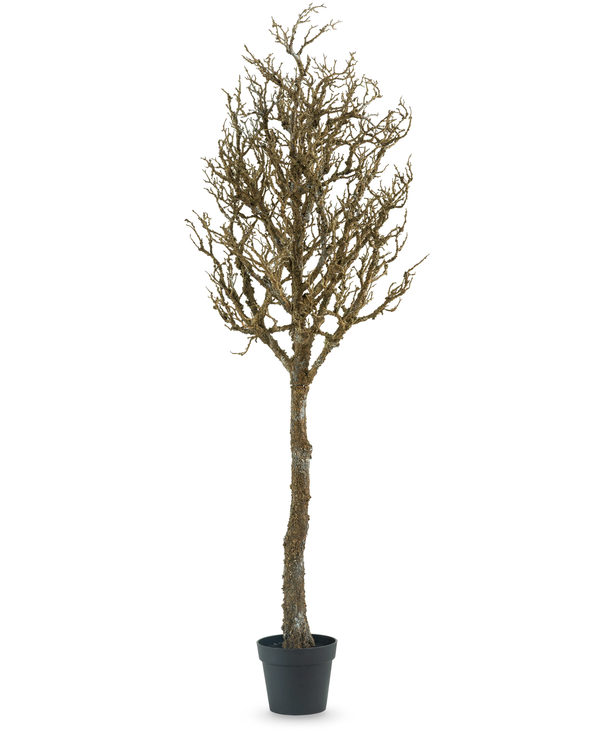 L'arbre décoration Art à branches 180 cm est un arbre nu, sans feuilles, avec de nombreuses branches dans un pot en plastique noir, sur un fond uni blanc.