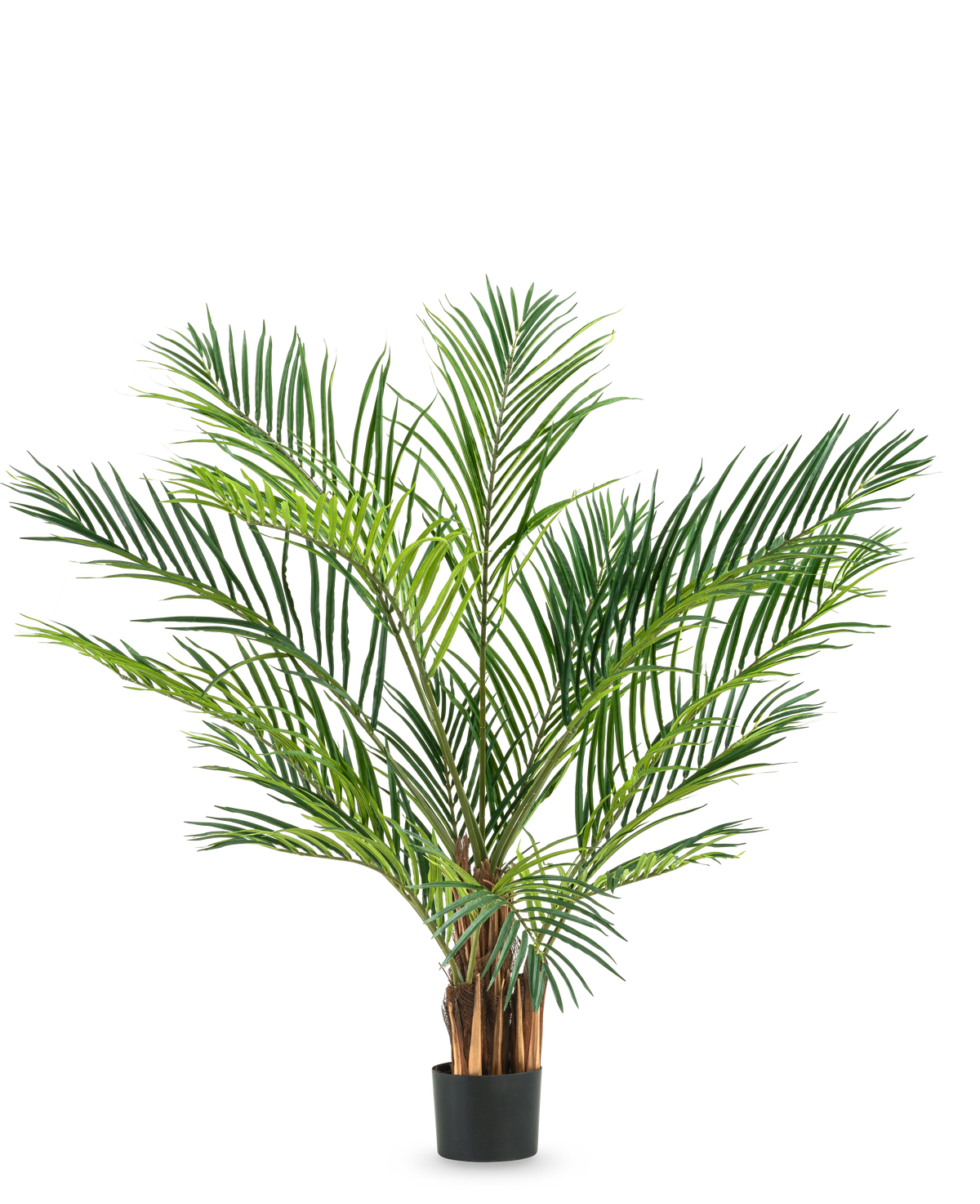La plante artificielle Areca 150 cm a de longues feuilles vertes fines et des tiges brunes dans un simple pot noir, sur un fond blanc uni.