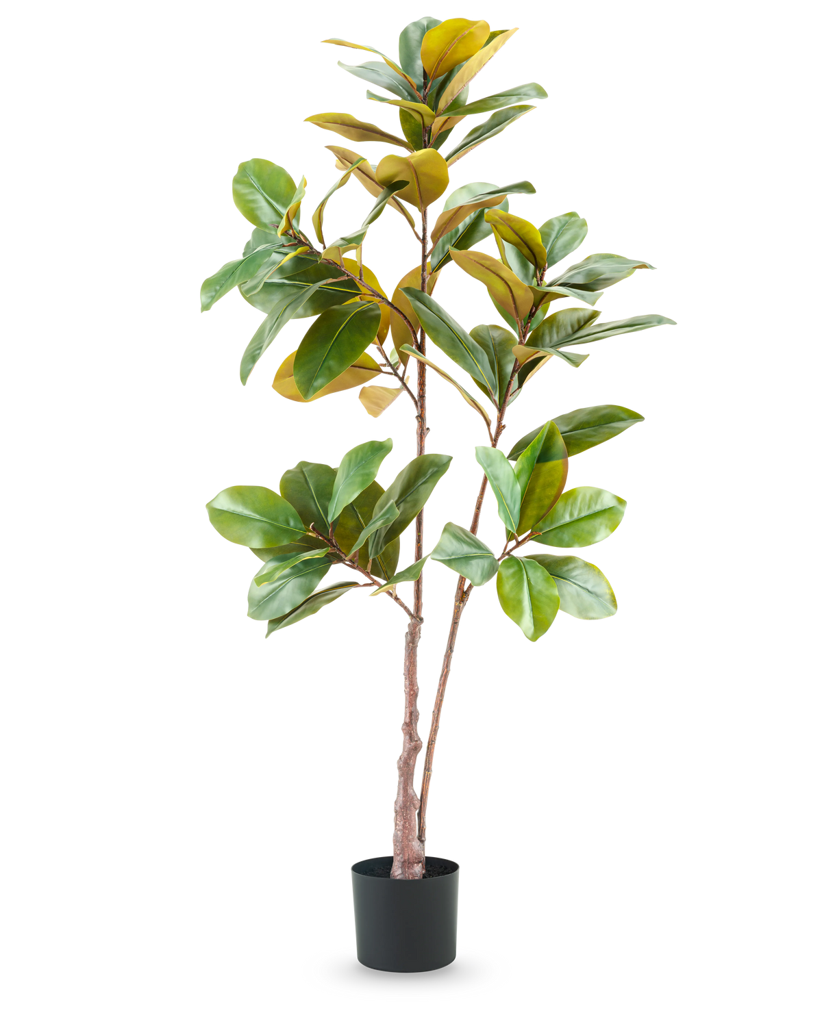 L'arbre Yulania artificiel de 150 cm est une grande plante artificielle réaliste avec de larges feuilles vertes et jaunes dans un pot noir, sur un fond blanc uni.