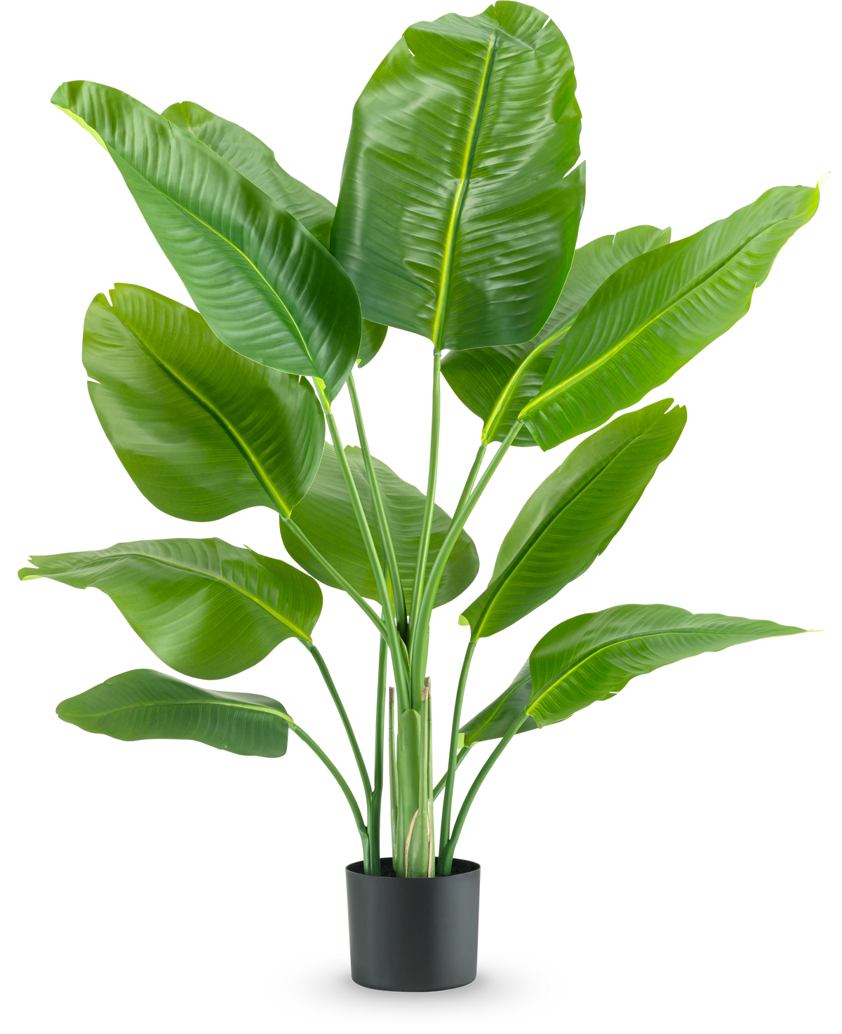 La plante artificielle Strelitzia Real Touch Deluxe 120 cm possède de larges feuilles vertes brillantes sur de longues tiges, dans un simple pot noir et sur un fond blanc uni.