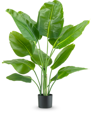 La plante artificielle Strelitzia Real Touch Deluxe 120 cm possède de larges feuilles vertes brillantes sur de longues tiges, dans un simple pot noir et sur un fond blanc uni.