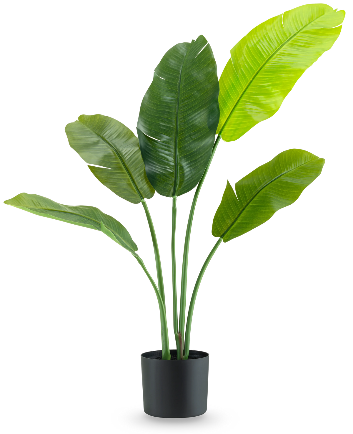 La plante artificielle Strelitzia Nicolai Deluxe 90 cm possède de grandes feuilles vertes brillantes sur de longues tiges et est présentée dans un simple pot noir sur un fond blanc uni.