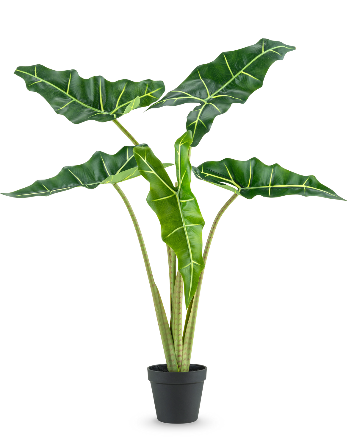La plante artificielle Alocasia 80 cm a de grandes feuilles vert foncé en forme de flèche avec des nervures vert clair et est présentée dans un simple pot noir, sur un fond blanc uni.