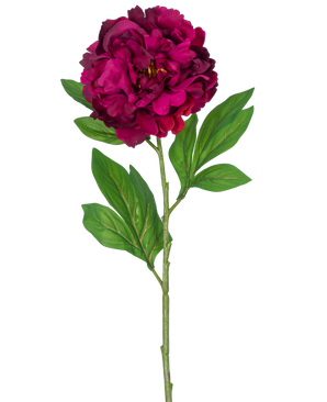 Une seule fleur artificielle de pivoine, tige d'aubergine artificielle de 77 cm, montrant une pivoine magenta foncé avec quelques feuilles vertes, sur un fond blanc uni.