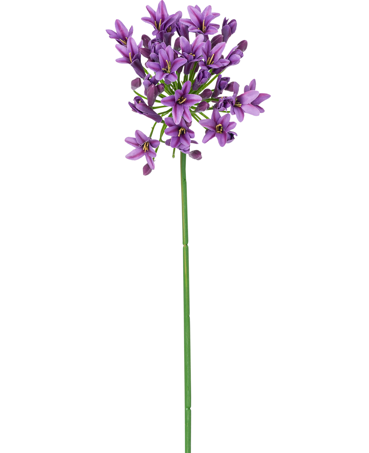 Une seule longue tige verte avec une petite fleur artificielle violette en forme d'étoile Agapanthus 77 cm de fleurs violettes fleurissant au sommet, isolées sur un fond blanc.