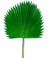 La Feuille Artificielle Washingtonia 105 cm est une seule feuille de palmier verte en forme d'éventail et aux extrémités pointues, sur un fond blanc uni.