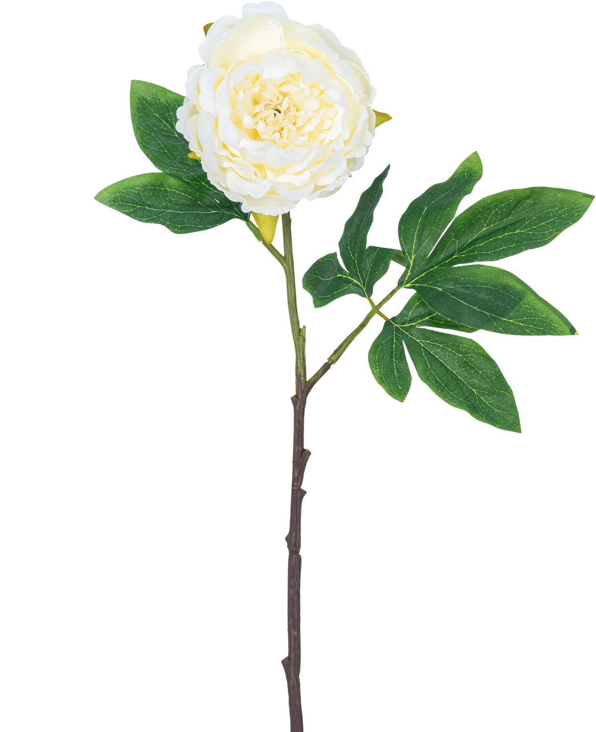 Fleur artificielle Pivoine 61 cm blanche : une seule pivoine blanche avec des pétales superposés, des feuilles vertes et une longue tige brune, isolée sur fond blanc.