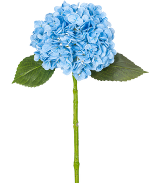 L'hortensia artificiel "Annabelle" Real Touch Bleu 55 cm possède un seul hortensia bleu avec des pétales, deux feuilles vertes et une longue tige, sur un fond blanc uni.